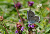 Large Blue Butterfly (One of Britain's rarest butterflies).