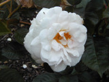 Parnell Rose Festival 10