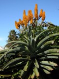 Agave 1