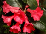 Rhododendron 5