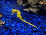 Kelly Tarltons SEA LIFE 8