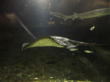 Kelly Tarltons SEA LIFE 19