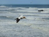 Gannet In Flight 3