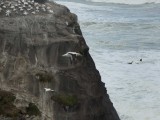 Gannet In Flight 4