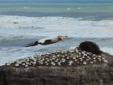 Gannet In Flight 5