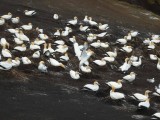 Gannet Colony 1