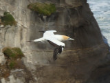 Gannet In Flight 11