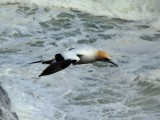 Gannet In Flight 12