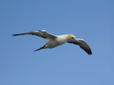 Gannet In Flight 17