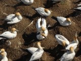Gannet Colony 4