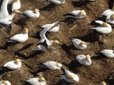 Gannet Colony 8