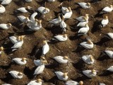 Gannet Colony 11