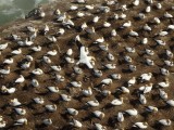 Gannet Colony 12