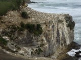 Gannet Colony 2