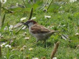 Sparrow 2