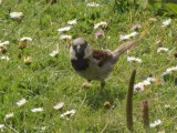 Sparrow 3