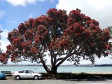 Pohutakawa Tree 1