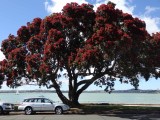Pohutakawa Tree 2