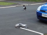 Cat and Pigeon