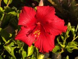 Red Hibiscus 3