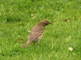 Song Thrush