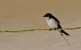 Hirondelle  longs brins - Wire-tailed Swallow - Hirundo smithii