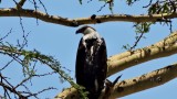 Pygargue vocifer - African Fish-Eagle - Haliaeetus vocifre juvnile