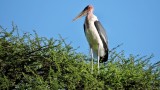 Marabout dAfrique - Marabou Stork - Leptoptilos crumeniferus