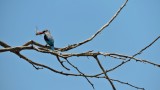 Martin-chasseur du Sngal - Wooland Kingfisher - Halcyon senegalensis