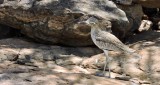 Oedicnme vermicul - Water Thick-knee - Burhinus vermiculatus