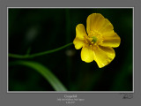 Cinquefoil Dolly Sods.jpg