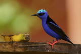 15-Guit-guit sai (Red-legged Honeycreeper)