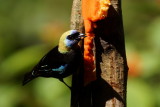 Calliste  coiffe dor (Golden-hooded Tanager)