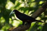 Cassique  tte brune (Chestnut-headed Oropendola)