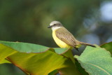 Tyran  tte grise (Gray-capped Flycatcher)