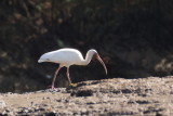 Ibis blanc (White Ibis)