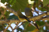 Ptilogon  longue queue (Long-tailed Silky-Flycatcher)