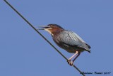 Hron vert (Green-backed Heron)