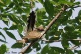 Coulicou  bec jaune (Yellow-billed Cuckoo)
