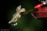 Colibri  gorge rubis (Ruby-throated Hummingbird)