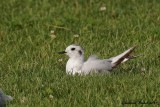 Mouette pygme (Little Gull)