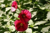 Rose-trémière