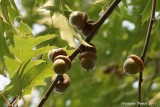 Fruit du chêne