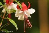 Fuschia