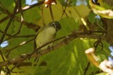 Viro  tte bleue (Solitary Vireo)