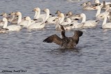 Plongeon huard (Common Loon)