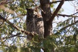 Grand-duc dAmrique (Great Horned Owl)