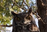 Grand-duc dAmrique (Great Horned Owl)