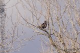 Urubu noir (Black Vulture)