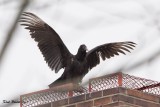 Urubu noir (Black Vulture)